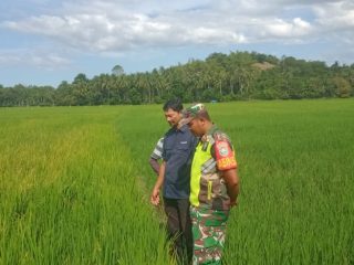 Babinsa Koramil Muara Tiga Dampingi Petugas Pertanian Cek Sawah Terserang Hama