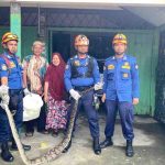 BPBD Aceh Barat Evakuasi Ular Piton Sepanjang Lima Meter