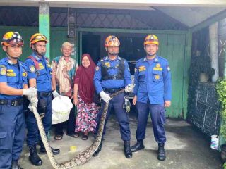 BPBD Aceh Barat Evakuasi Ular Piton Sepanjang Lima Meter