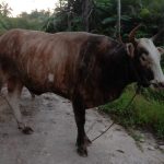 MZA Rhido Bancin SH Serahkan Satu Ekor Sapi Qurban untuk Warga Lae Ikan