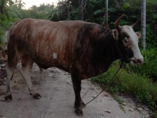 MZA Rhido Bancin SH Serahkan Satu Ekor Sapi Qurban untuk Warga Lae Ikan