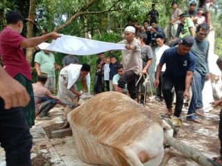 BKM Al-Furqon Lae Ikan Sembelih 10 Ekor Hewan Kurban pada Idul Adha 1447 Hijriah