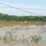 215 Hektar Padi Milik Warga Abdya Terendam Banjir