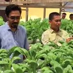 Kacapdin Abdya Ikut Panen Sawi dan Pakcoy Hasil Panen Siswa-Siswi SDLB